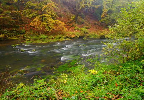 A beautifully river flowing autumn forest