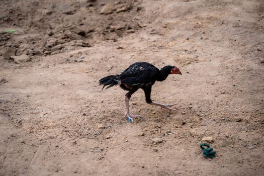 A countryside chicken walking on the ground to find food on morning.