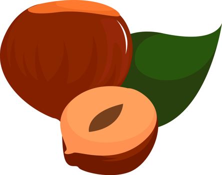Nuts, illustration, vector on white background.