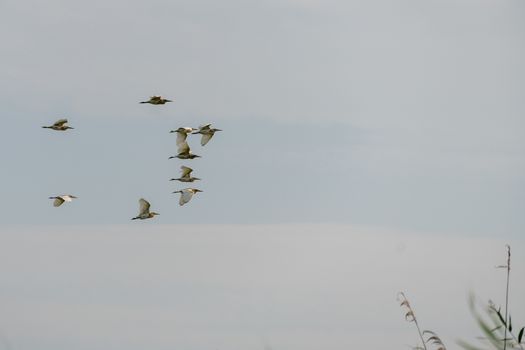 Great White Pelicans (pelecanus onocrotalus) flying over the Dan