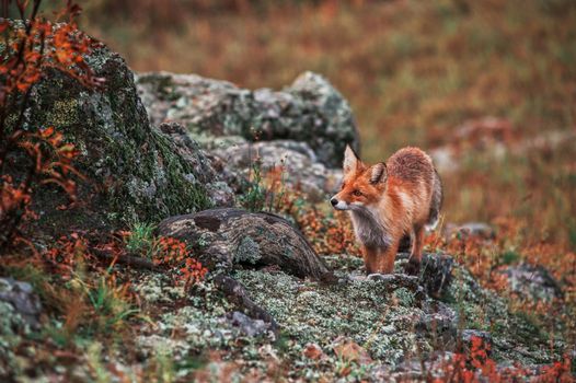 Curious red fox in its natural habitat.