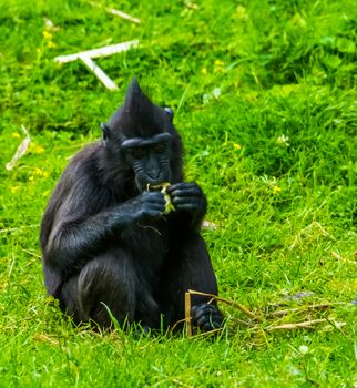 celebes crested macaque eating food in closeup, critically endangered animal specie from the tangkoko reserve of Sulawesi