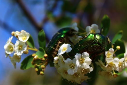 rose chafer in the snowberry bush