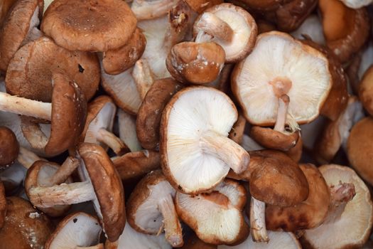 Shiitake edible mushrooms at retail display