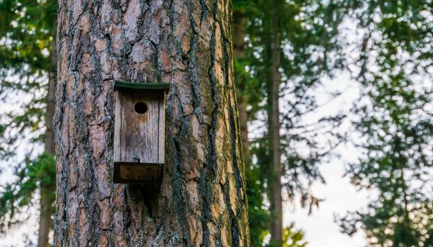 Wooden bird house hanging in a forest, nature background