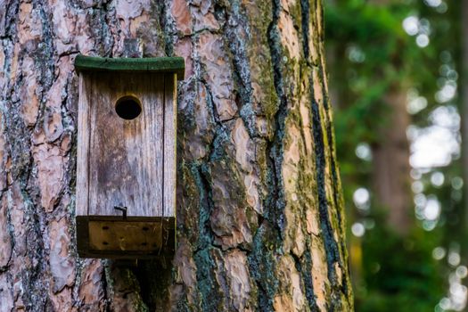 closeup of a wooden bird house hanging on a tree trunk, nature forest background