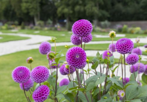 beautifull dahlia flowers in big english garden
