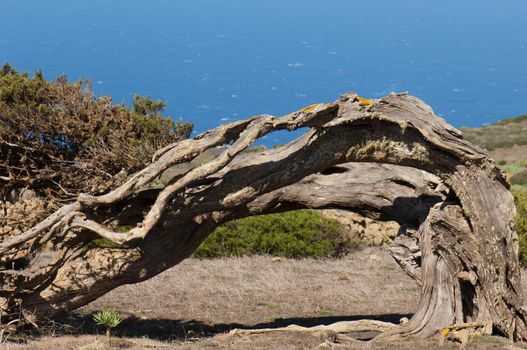 Juniper (Juniperus turbinata canariensis) twisted by the wind.