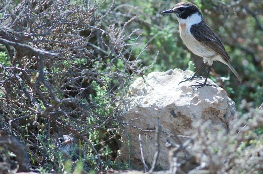Canary Islands stonechats.