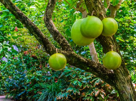 calabash tree bearing big fruits, popular tropical fruiting plant, exotic specie from America