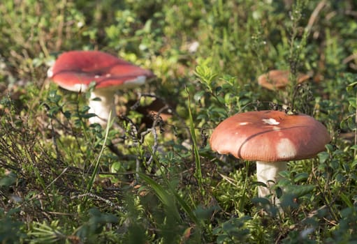 Mushrooms growing in the autumn forest on a sunny day.