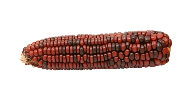 Ornamental sweetcorn cob with dark red and brown niblets, isolated on a white background