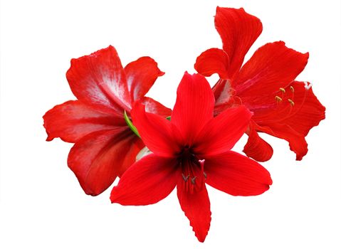 Amaryllis Hippeastrum flower isolated with clipping path.
