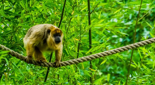 closeup of a golden howler monkey walking over a rope, tropical primate specie from America