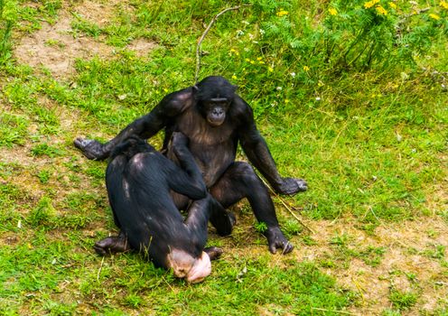 bonobos grooming each other, social primate behavior, human apes, Endangered animal specie from Africa