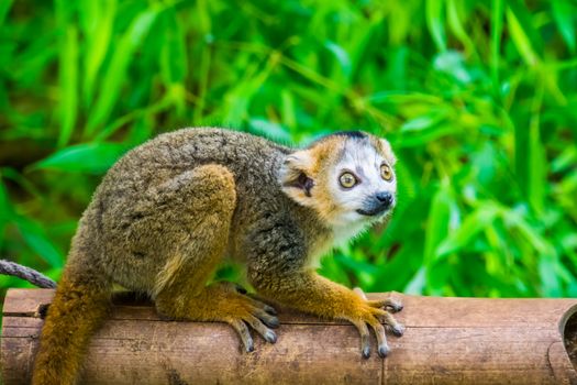 closeup of a crowned lemur, adorable monkey, Endangered animal specie from madagascar