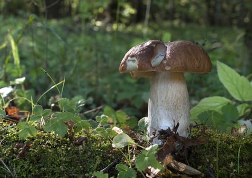 Edible mushroom in the forest on a sunny day.