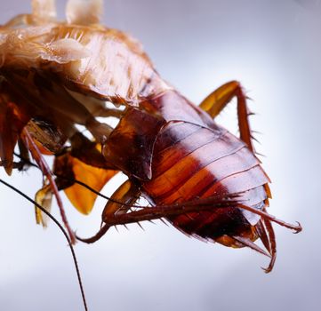 Cockroach Close up