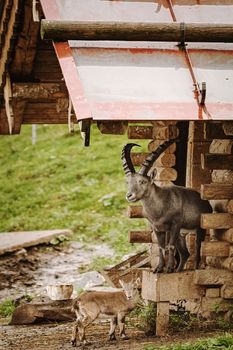 Goat with goatling near their house