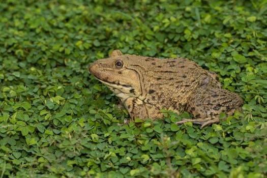 Image of Chinese edible frog, East Asian bullfrog, Taiwanese fro