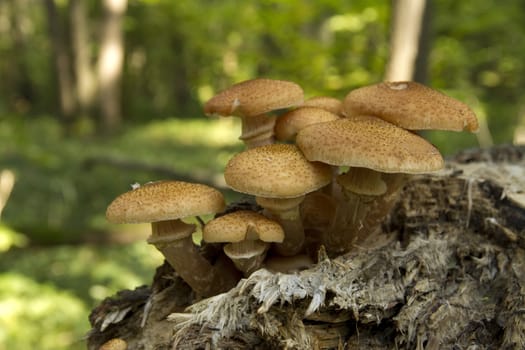 edible mushrooms in the forest 