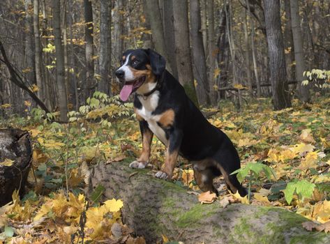 The Entlebucher Sennenhund in the Autumn Forest