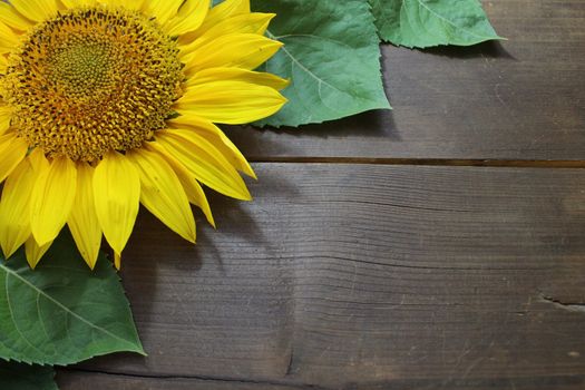 sunflower on wooden boards