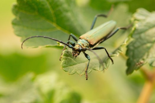 Aromia moschata longhorn beetle posing on green leaves, big musk beetle with long antennae and beautiful greenish metallic body, beautiful sommer natural scene