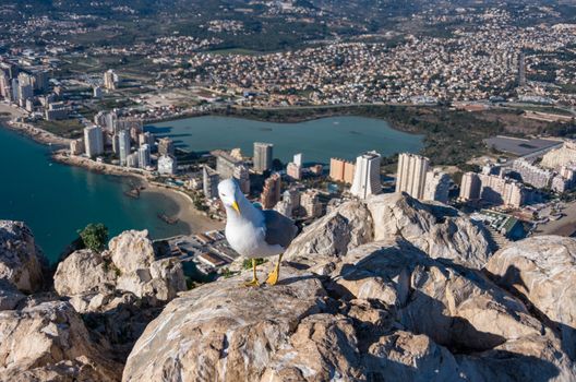 Seagull on top of the Penon  ( Ifach) rock. View over Calpe (Cal
