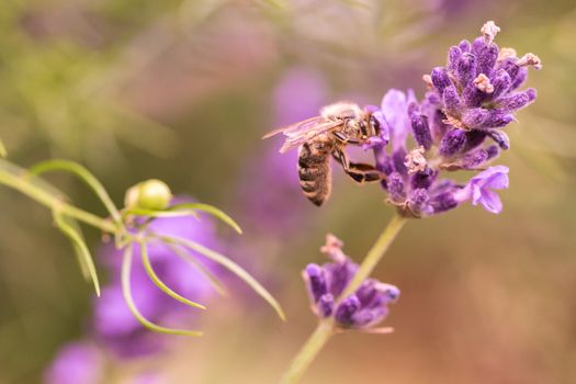 Pollination with bee and lavender during sunshine, sunny lavender