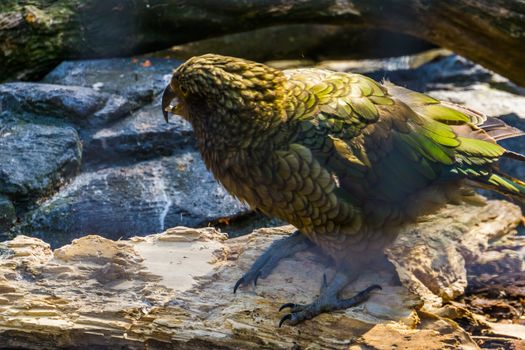 closeup of a kea parrot, Endangered bird specie from new zealand