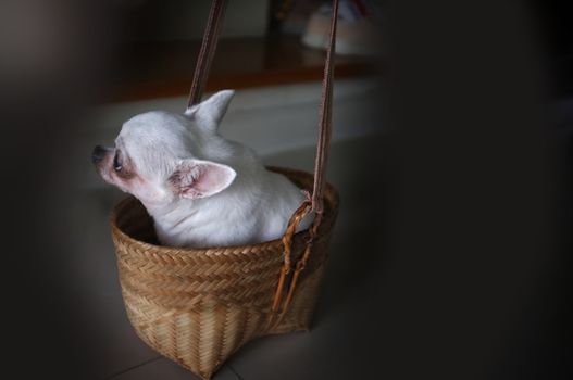 Cute chihuahua in a basket . Pet background