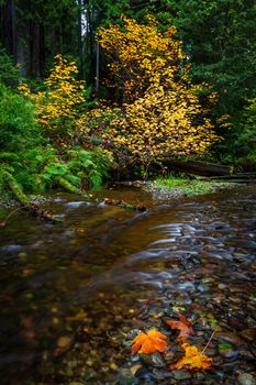 Autumn at a Small Creek with Maple Leaves