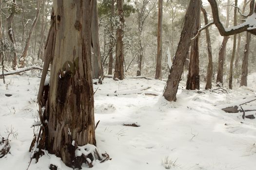 Australian bushland covered in layers of snow