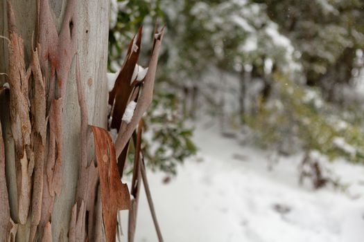 Gum tree bark in a snowy Australian landscape