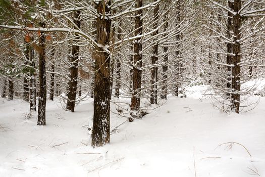 Snow covered plantation pine forest