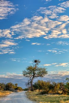 Moremi game reserve landscape, Africa wilderness