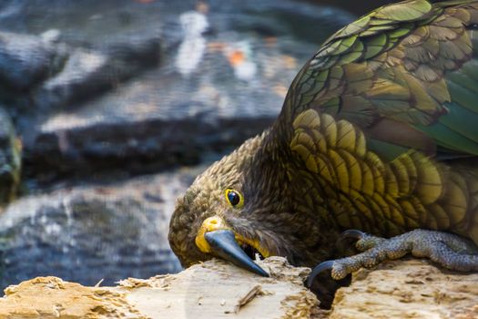 closeup of kea parrot chewing on wood, typical bird behavior, Endangered animal specie from new zealand