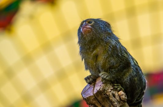 worlds smallest monkey, pygmy marmoset, small tropical primate specie from America