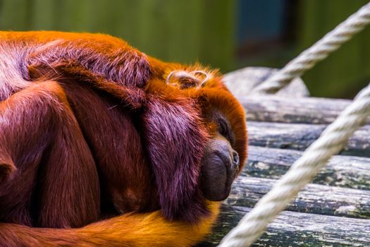 closeup of a coppery titi sleeping, tropical red monkey, exotic primate specie from south America