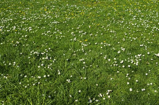 Springtime meadow with white daisies and yellow dandelion or tarataxum officinale bloom, Lozen mountain, resort village Pancharevo