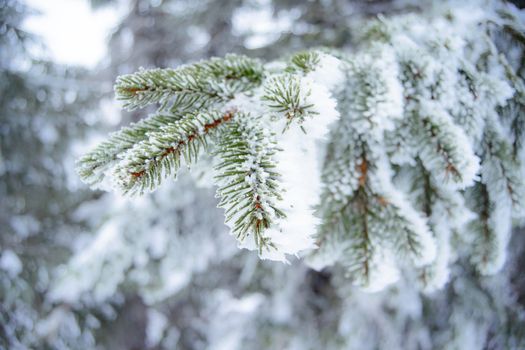 Winter and Christmas Background. Close-up Photo of Fir-tree Branch Covered with Frost and Snow.