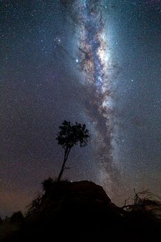 Lone tree bristling in the night breeze under a milky way sky