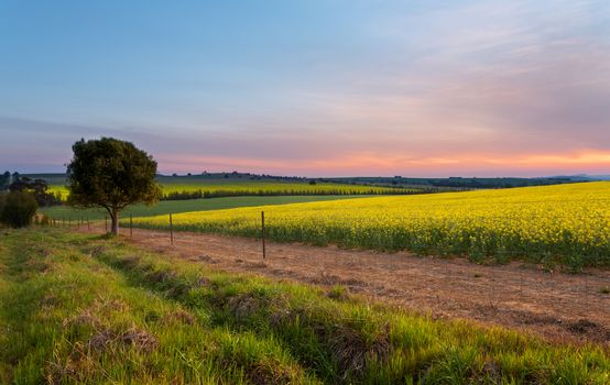 Sunset over Canola Farm agricultural fields