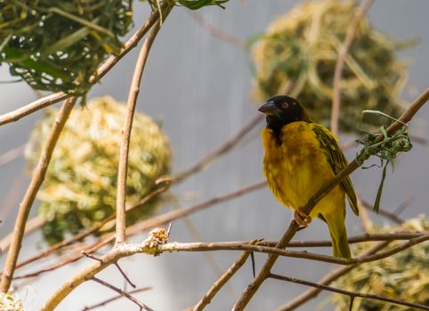 closeup of a black headed weaver sitting on a tree branch, tropical bird specie from Africa