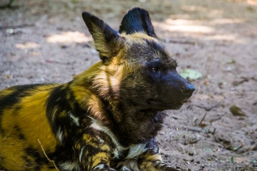 african wild dog with its face in closeup, Endangered animal specie from Africa