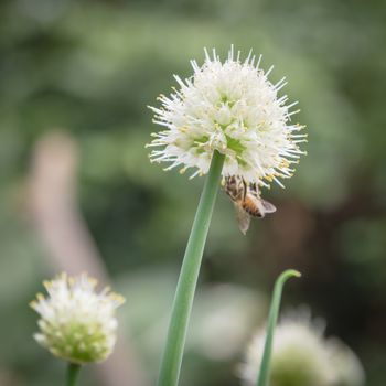 Busy bee on organic scallions flowering at rural garden in the North Vietnam