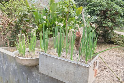 Metal pots with scallions flowering at organic garden in country side Vietnam