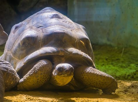 Aldabra giant tortoise portrait, worlds largest turtle specie from madagascar, Vulnerable animal species