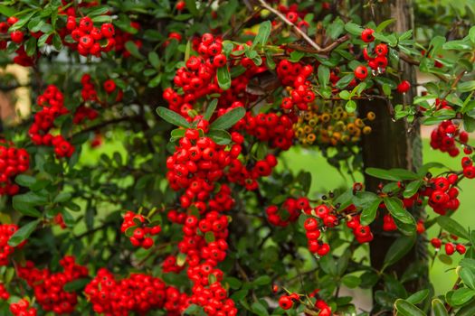 ornamental shrub of red berries in autumn with raindrops